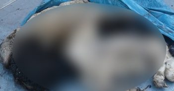 Lammetjes gedumpt in Marum, politie zoekt getuigen