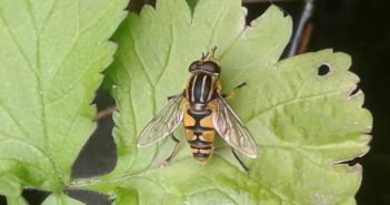 Bijzondere ‘Trage’ wandeling door bloem- en insectenrijk Sintmaheerdt