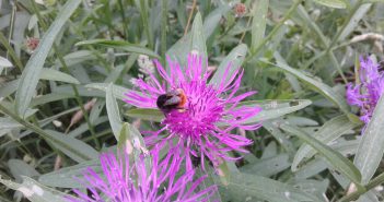 Trage wandeling door bloem- en insectenrijk Sintmaheerdt