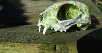 Workshop dierenschedels met schedelspecialist in O.B.S. De Beelen