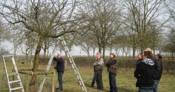 Workshops fruitbomen snoeien en aanleg boomgaard in het Westerkwartier
