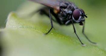 Vliegenoverlast in delen Leek/Tolbert komende zomer waarschijnlijk fors minder door onderzoek experts en nieuw advies
