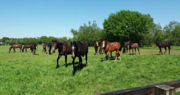 Westerkwartier Paardenkwartier organiseert bijeenkomst Paardenwelzijn
