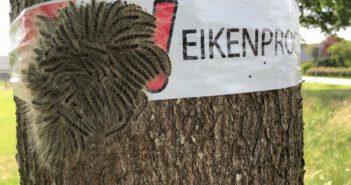 Eikenprocessierupsen komen weer uit hun eitjes