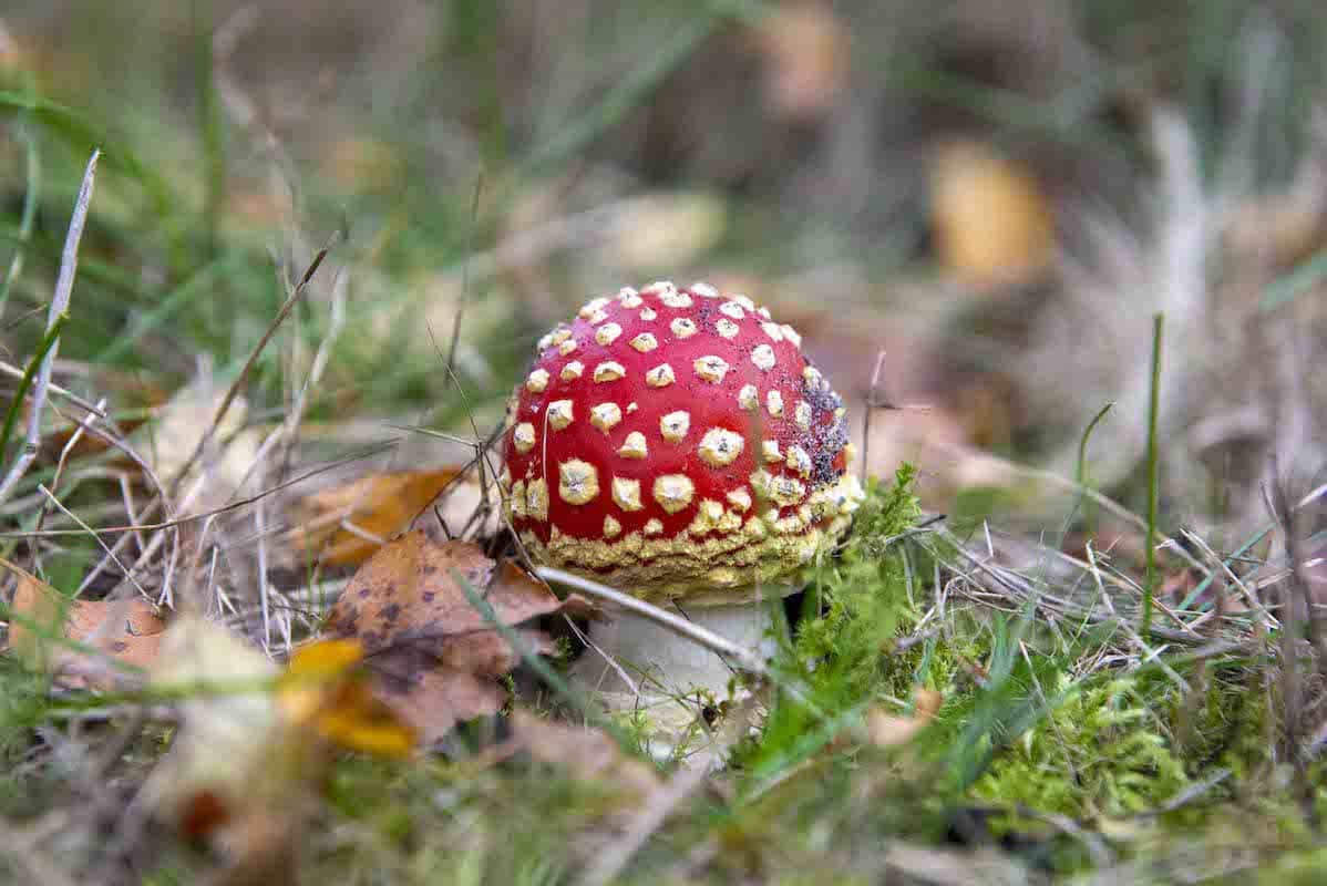 Op ontdekkingstocht naar paddenstoelen in Trimunt met IVN Westerkwartier