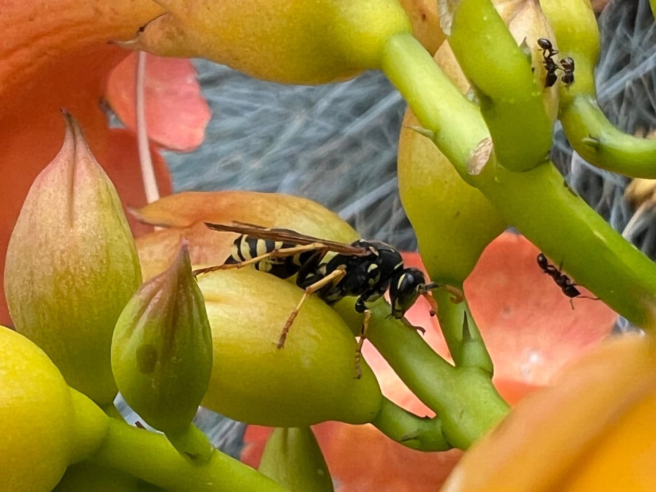 Bestrijdingsdienst waarschuwt: ‘Zacht voorjaar zorgt voor vroege plaagdieroverlast’