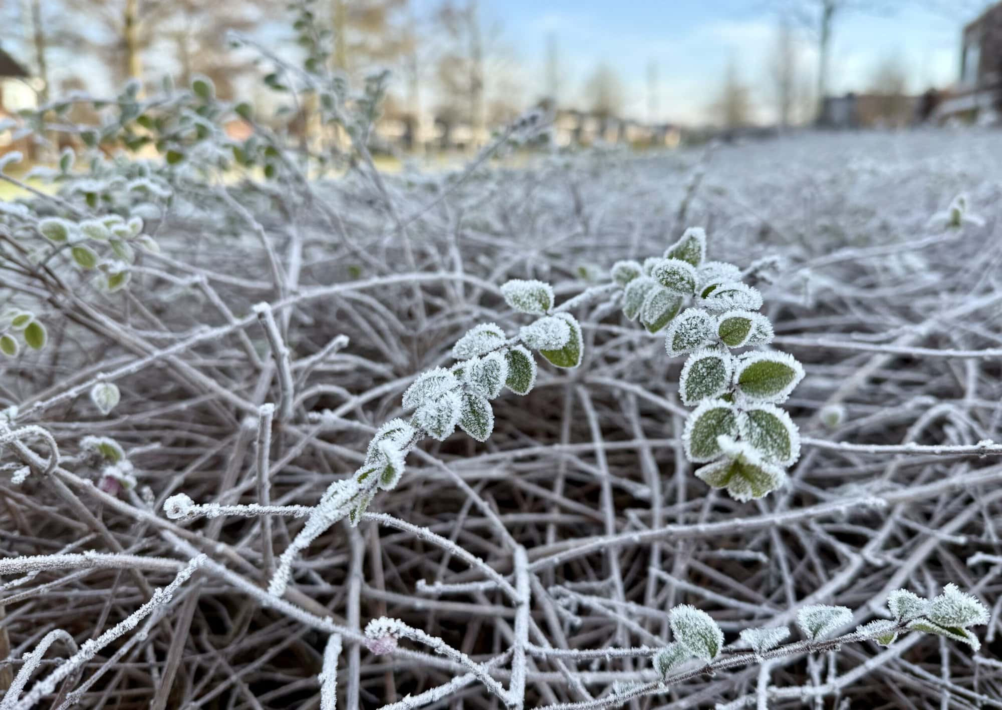 Maandverwachting: kouder weer op komst, maar kleine kans op witte kerst
