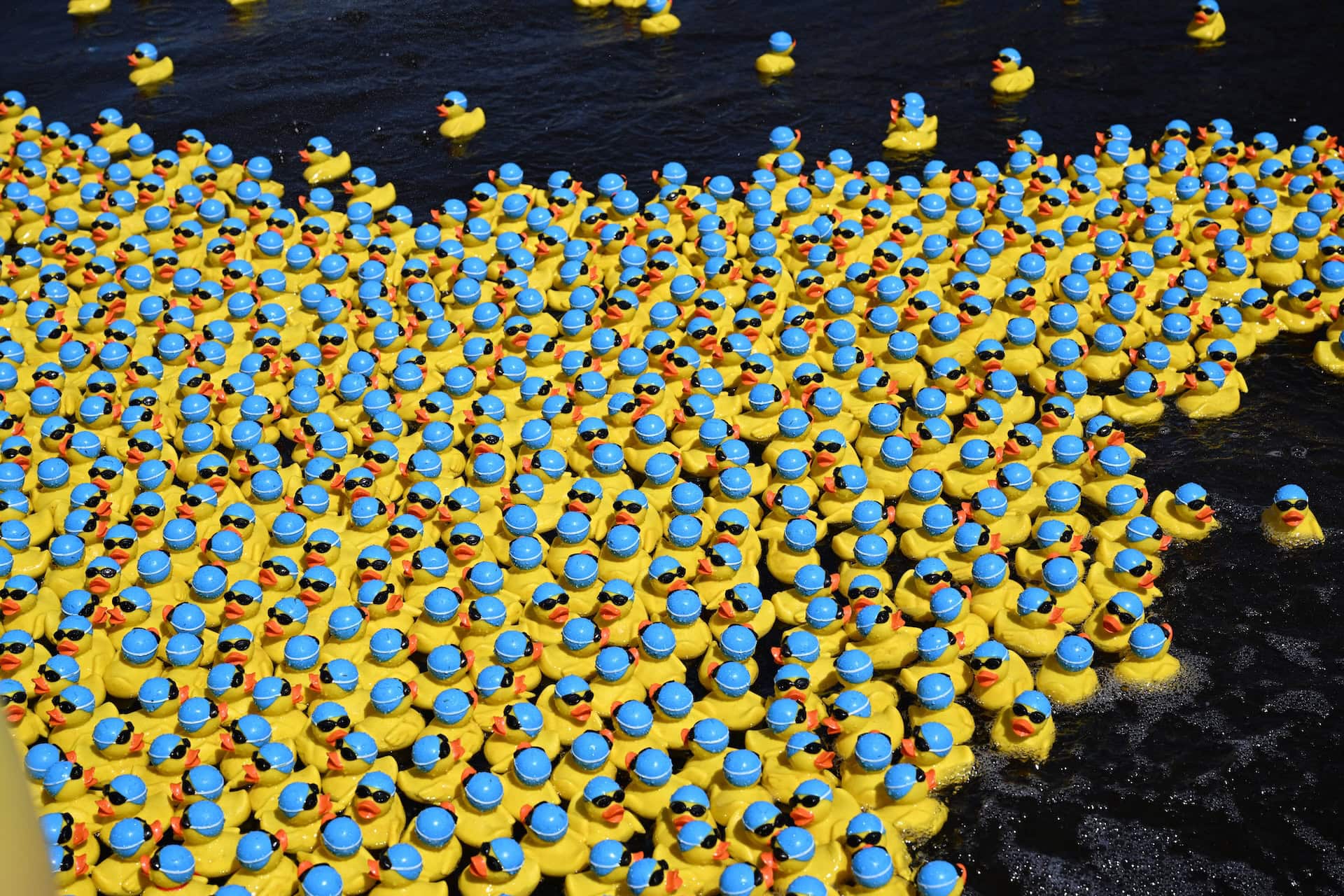 Uitslag derde editie Badeendenrace in Leek is bekend: 3000 eenden gingen vandaag te water