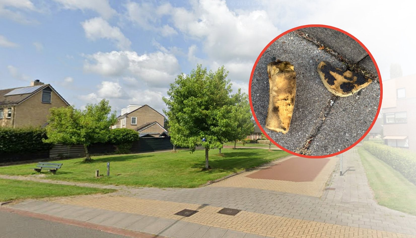Bewoner slaat alarm: meerdere giftige sponzen gevonden bij veldje langs de Goldbergsingel in Leek