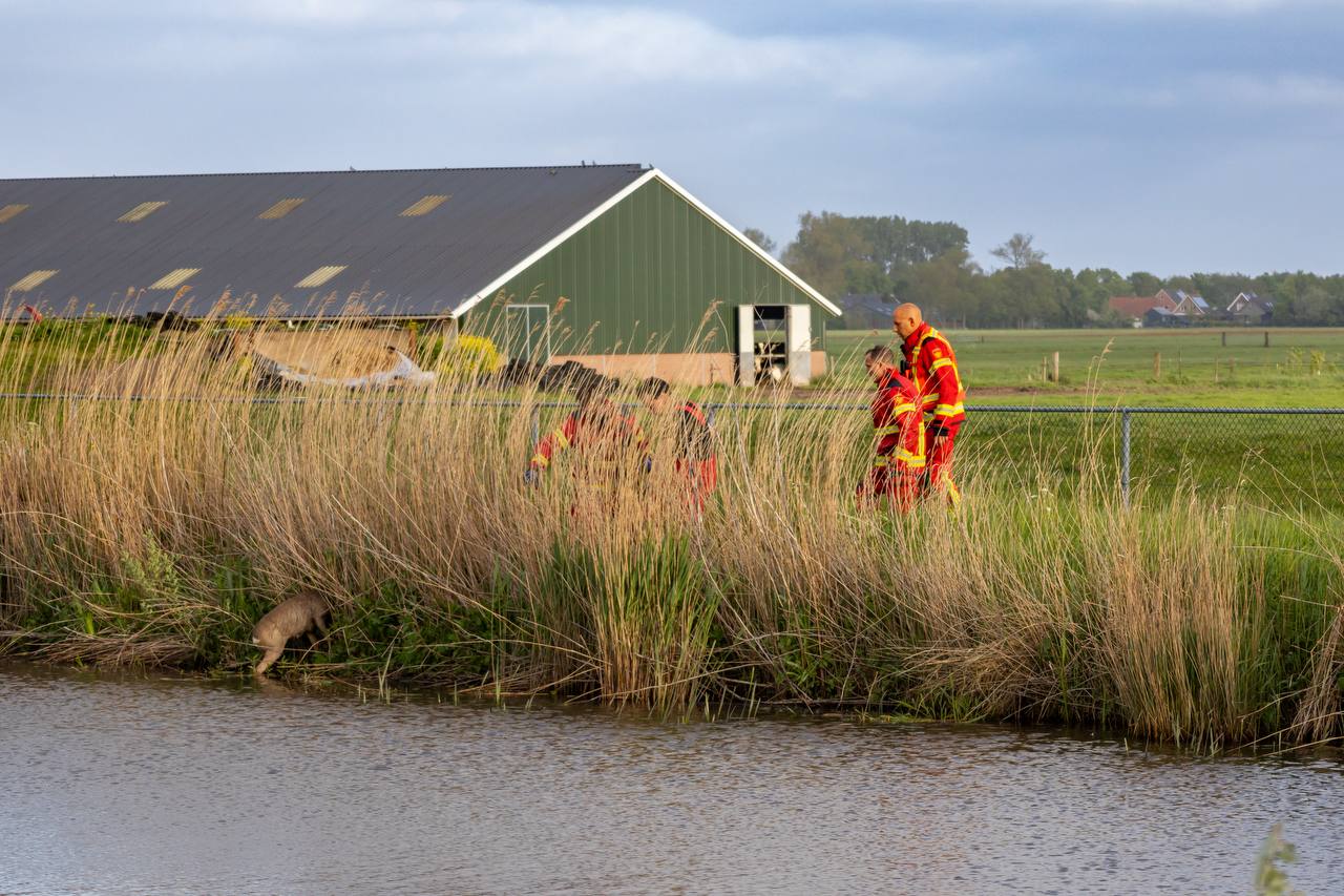 Ree redt zichzelf uit het water bij Hoendiep ZZ Oostwold
