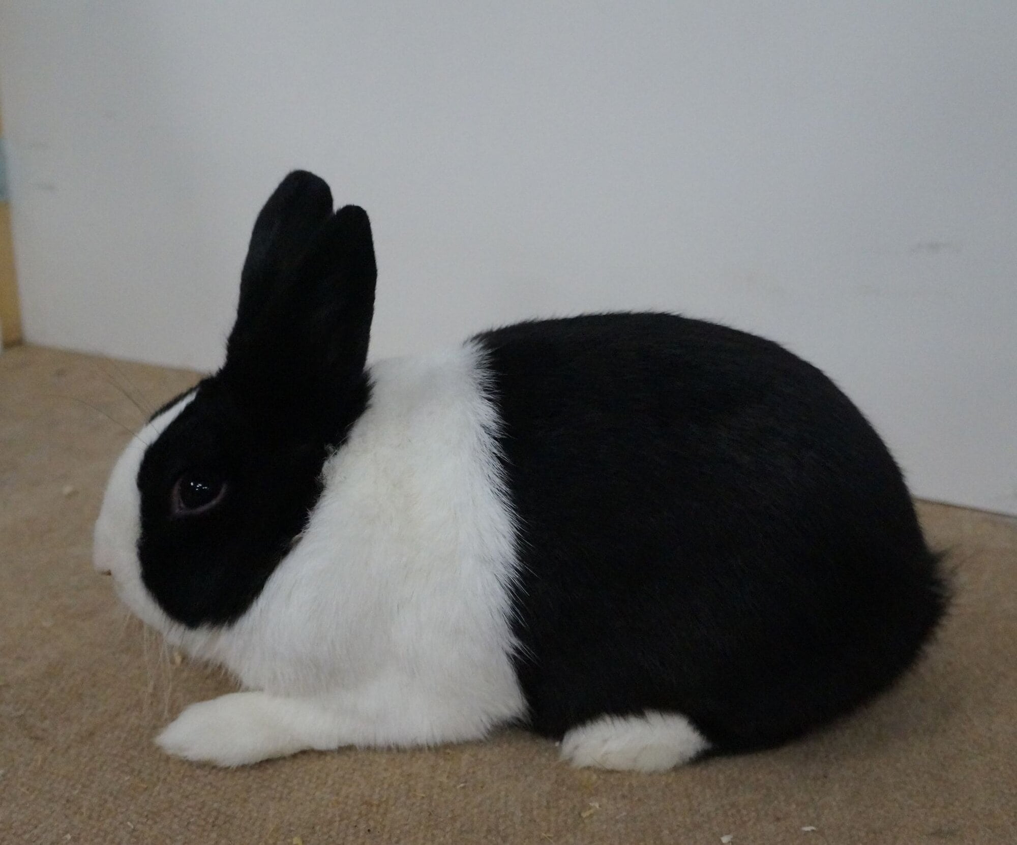 Kleindierententoonstelling PKV ’t Hollandertje zaterdag in Zevenhuizen