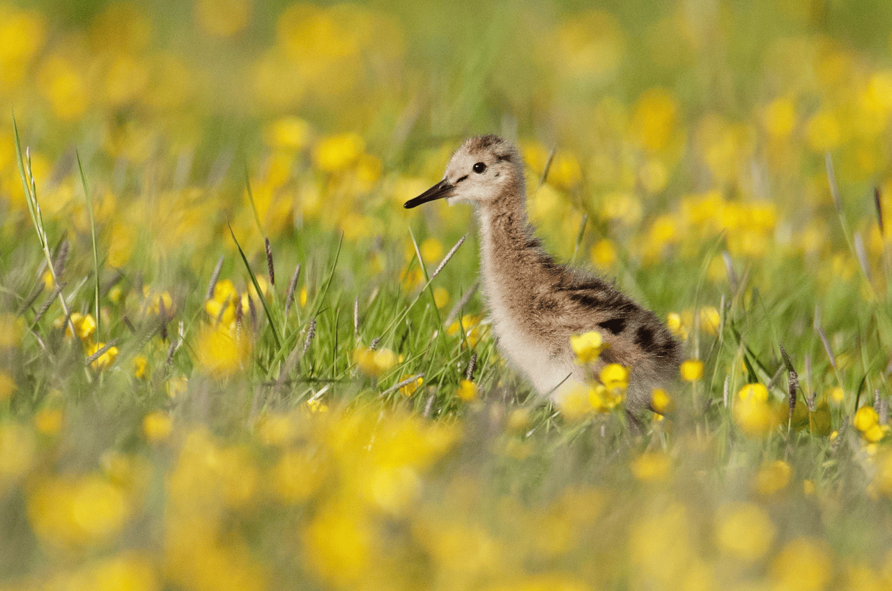 Goed weidevogelseizoen in provincie Groningen