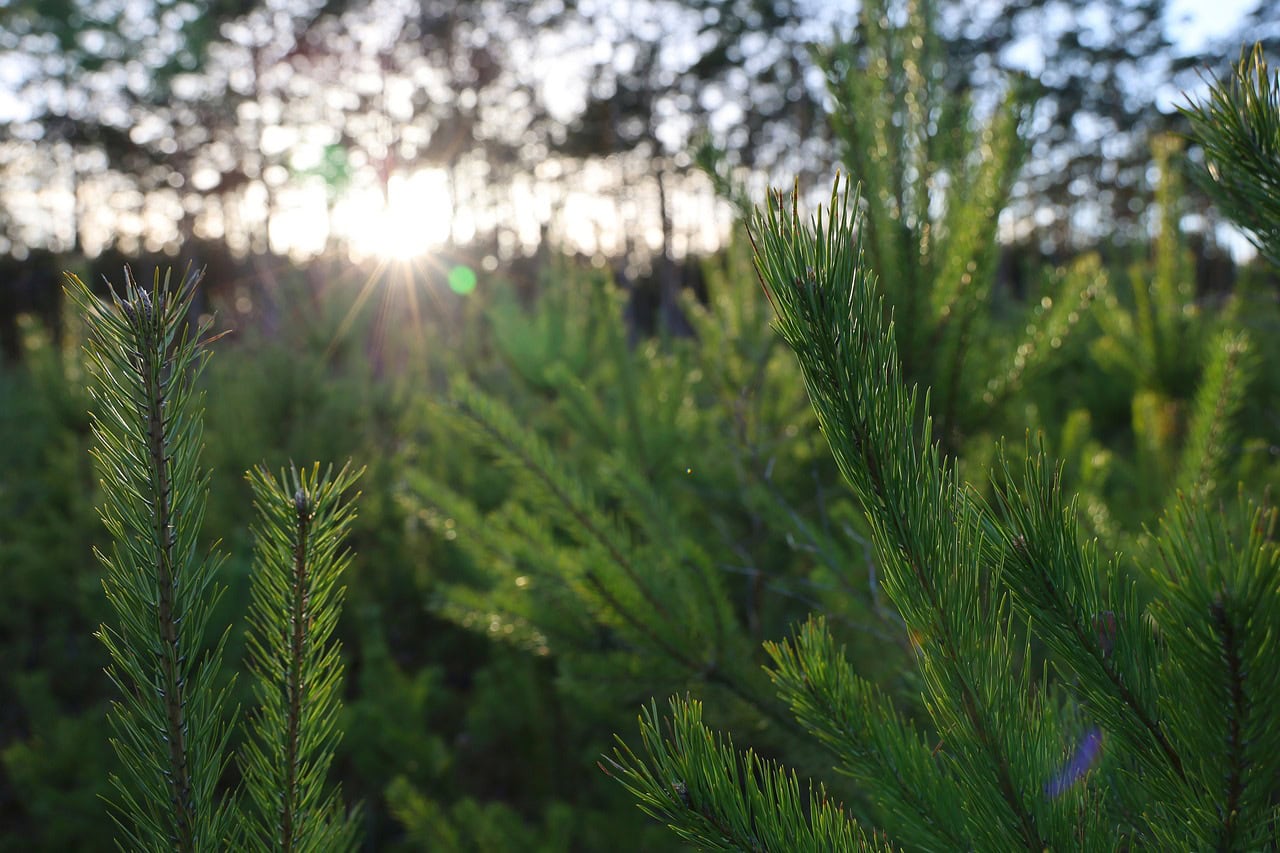 Gemeente Westerkwartier zamelt kerstbomen weer in op centrale locaties met beloning