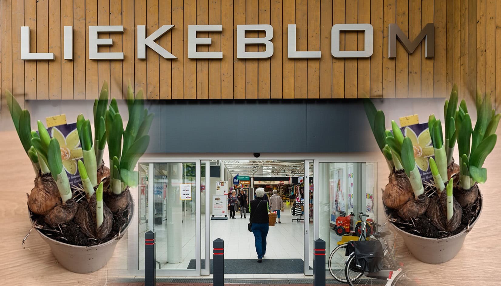 Liekeblom winkeliers delen gratis narcisbollen uit aan klanten: 