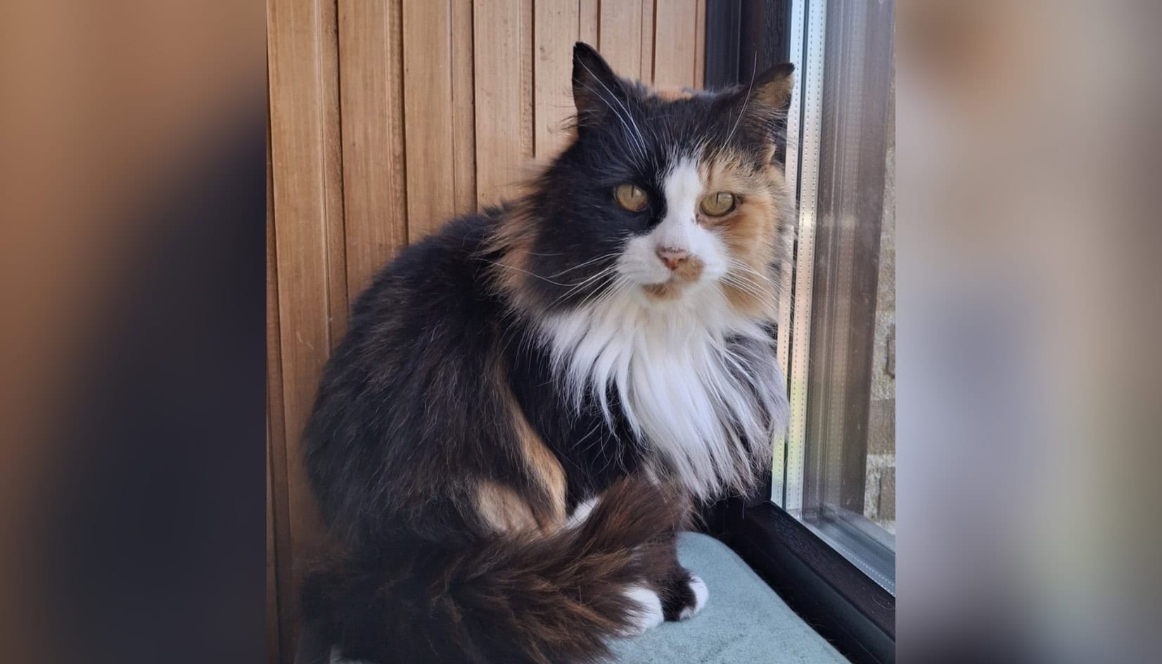 Gevonden in Leek: langharige kat met tweekleurig gezicht zoekt eigenaar