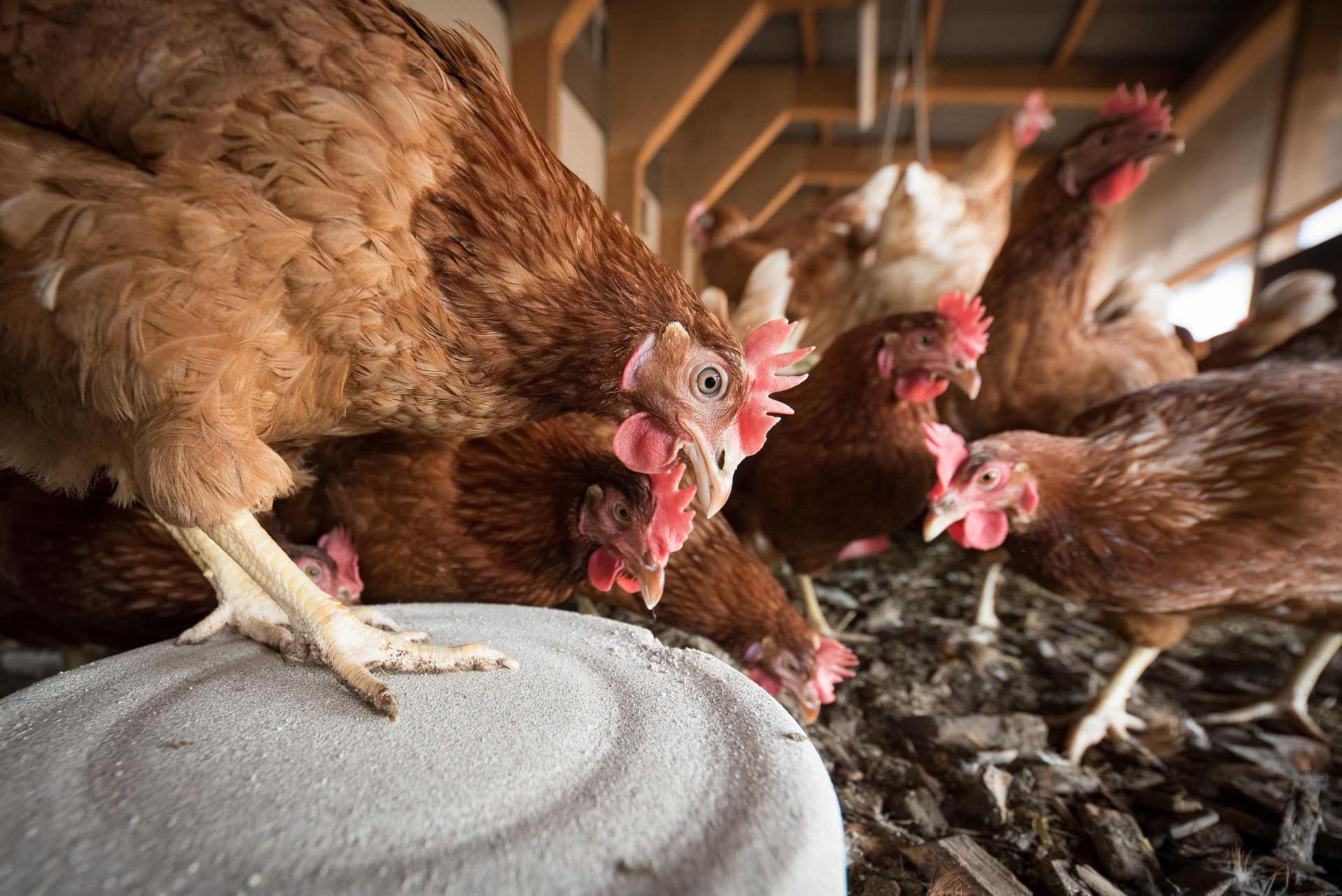 Vogelgriepvaccinatie leghennen dichterbij: veelbelovende resultaten uit veldproef