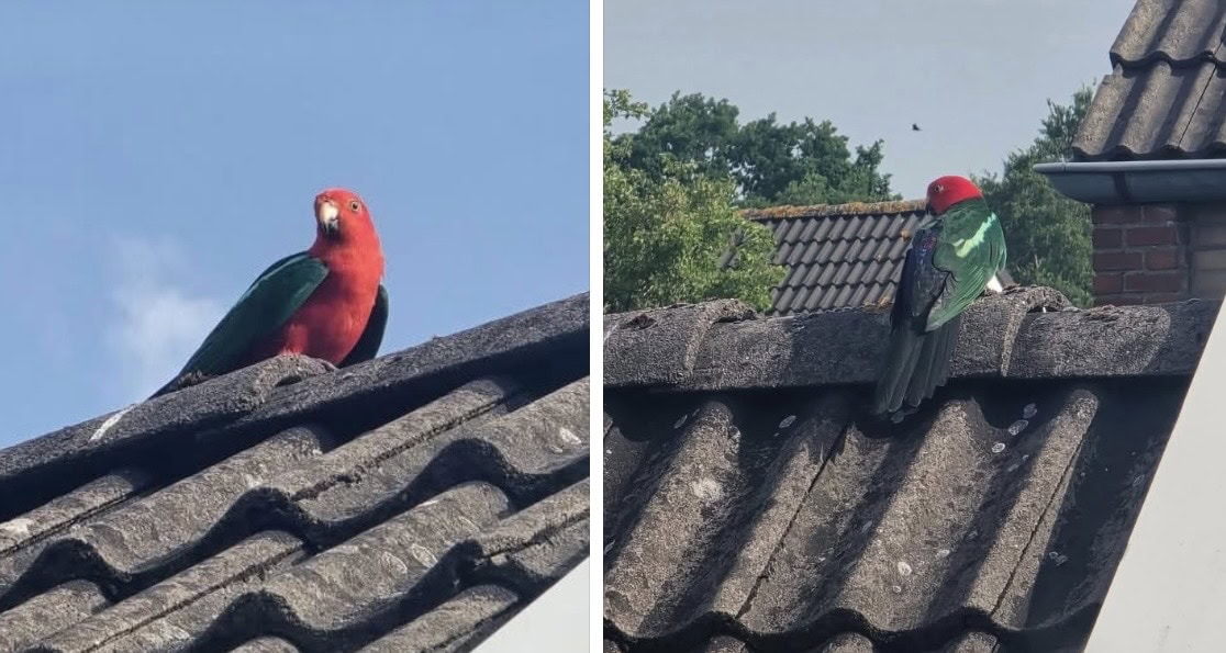 Opvallende rood-groene vogel ontsnapt in Leek