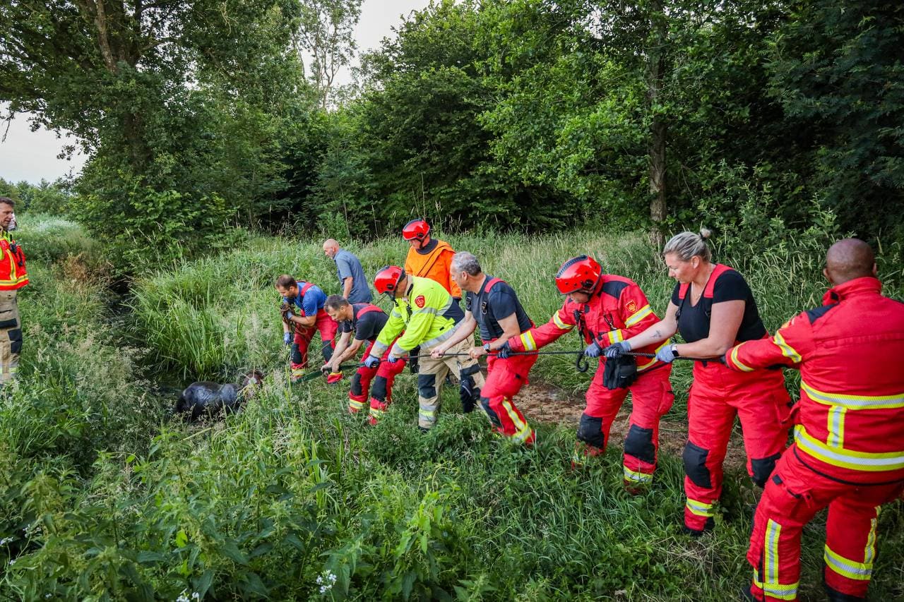 Veulen te water langs fietspad naar Leekstermeer: brandweer schiet te hulp