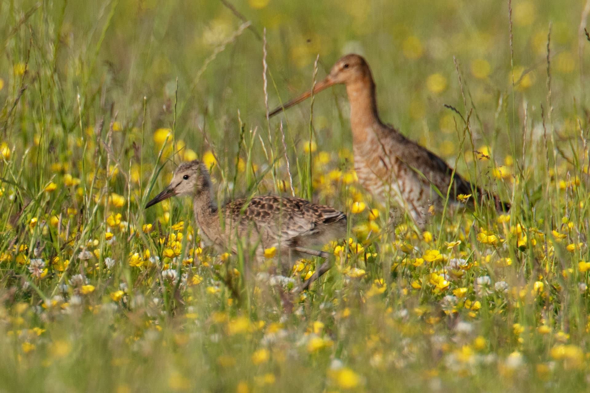 Droog voorjaar pakt gunstig uit voor Groningse weidevogels