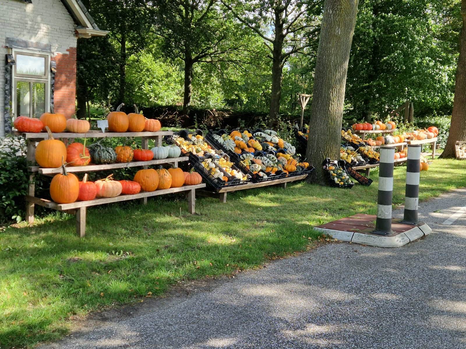 Oudewijk in Zevenhuizen weer vol met kleurrijke pompoenen